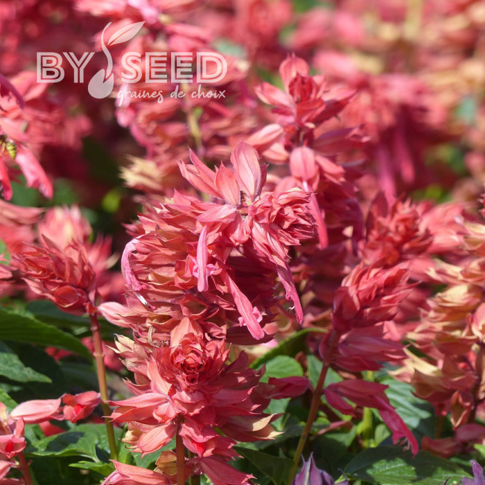 Sauge annuelle Estella Coral