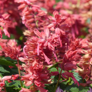 Sauge annuelle Estella Coral