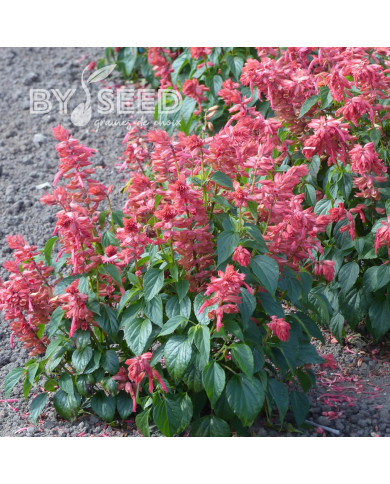 Sauge annuelle Estella Coral