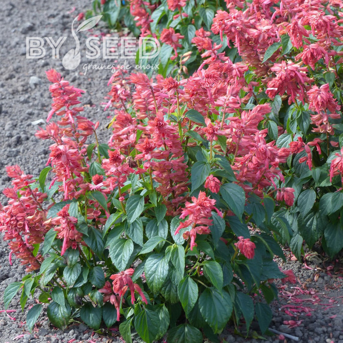 Sauge annuelle Estella Coral