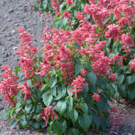 Sauge annuelle Estella Coral