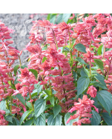 Sauge annuelle Estella Coral