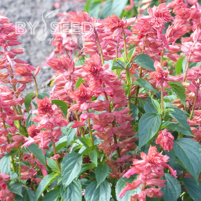 Sauge annuelle Estella Coral