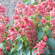 Sauge annuelle Estella Coral