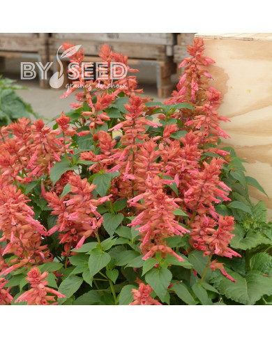 Sauge annuelle Estella Coral
