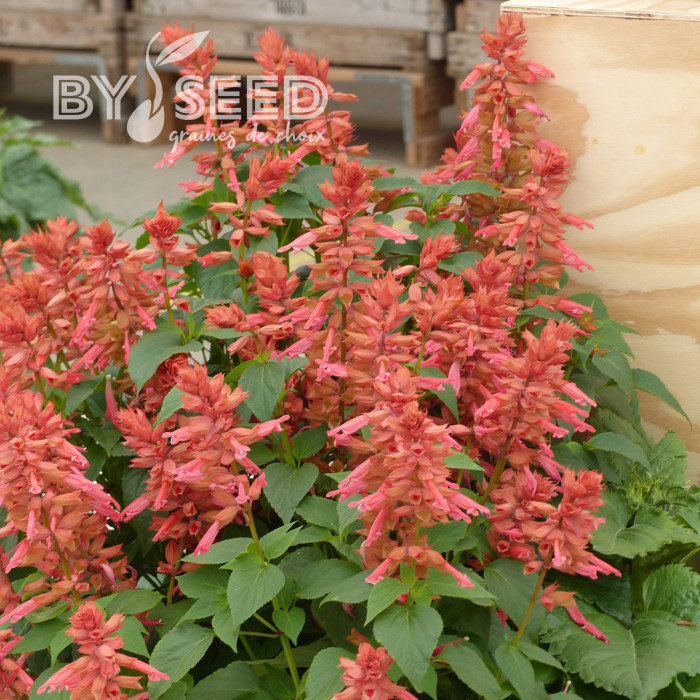 Sauge annuelle Estella Coral