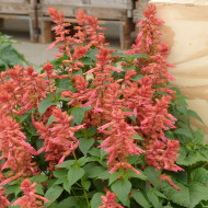Sauge annuelle Estella Coral