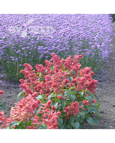 Sauge annuelle Estella Coral