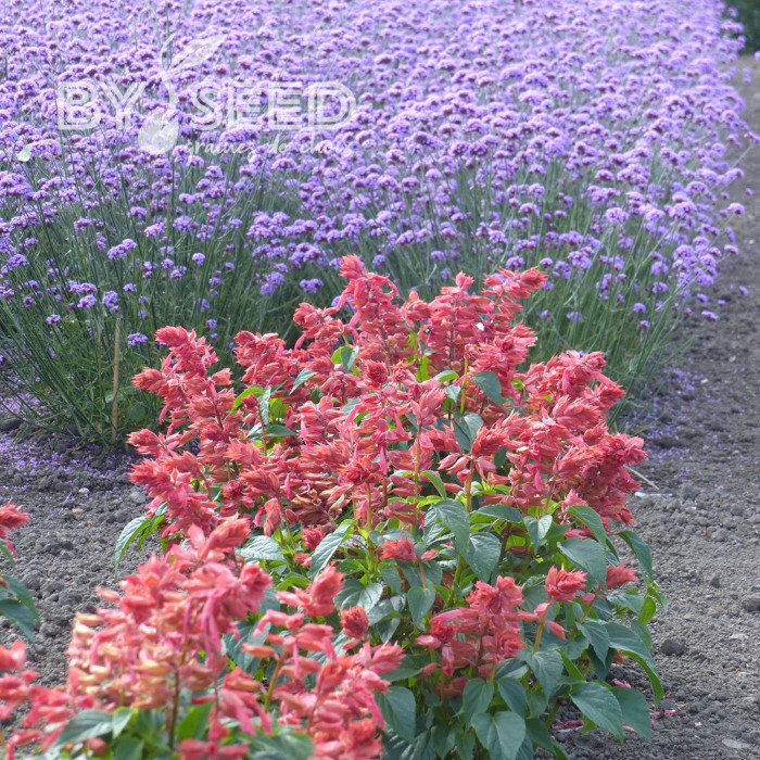 Sauge annuelle Estella Coral