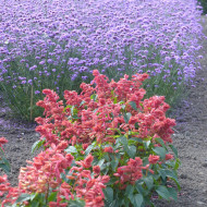 Sauge annuelle Estella Coral