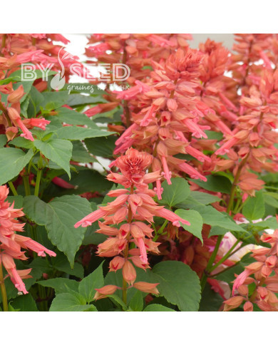 Sauge annuelle Estella Coral