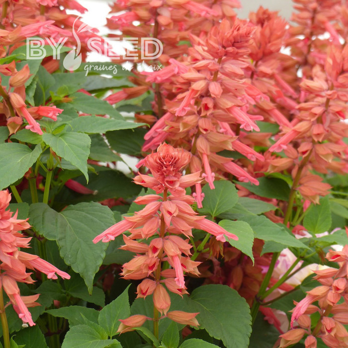 Sauge annuelle Estella Coral