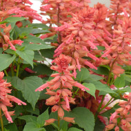 Sauge annuelle Estella Coral