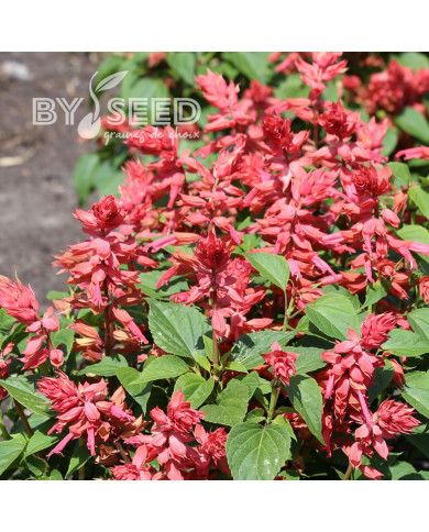 Sauge annuelle Estella Coral