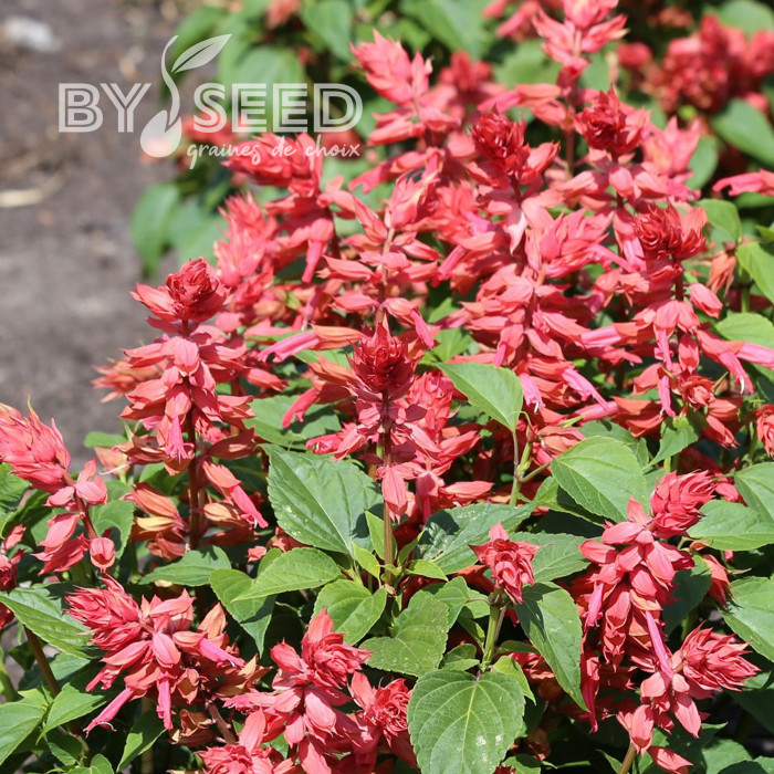 Sauge annuelle Estella Coral