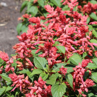 Sauge annuelle Estella Coral