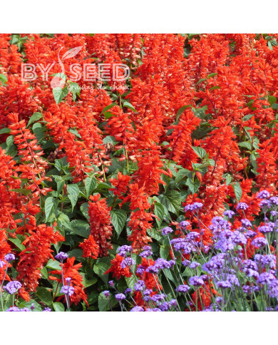 Sauge annuelle Estella Red