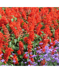 Sauge annuelle Estella Coral