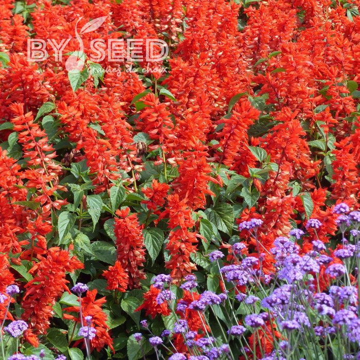 Sauge annuelle Estella Red