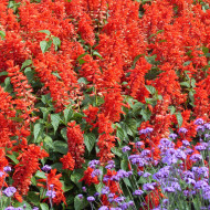 Sauge annuelle Estella Red