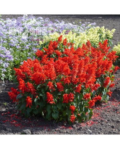 Sauge annuelle Estella Red