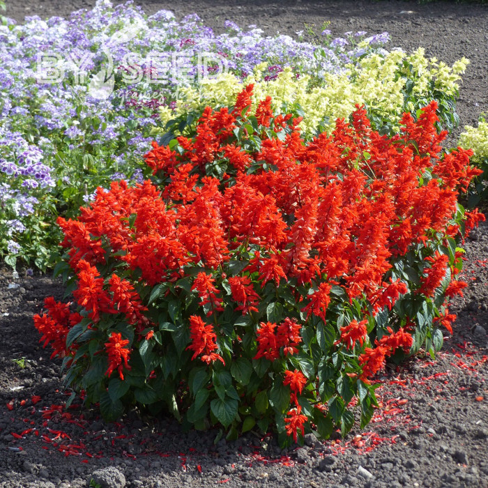 Sauge annuelle Estella Red