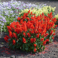 Sauge annuelle Estella Red