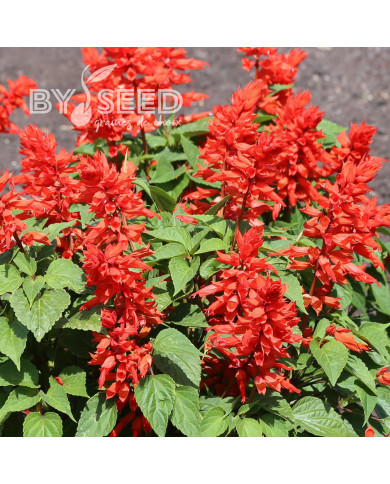 Sauge annuelle Estella Red