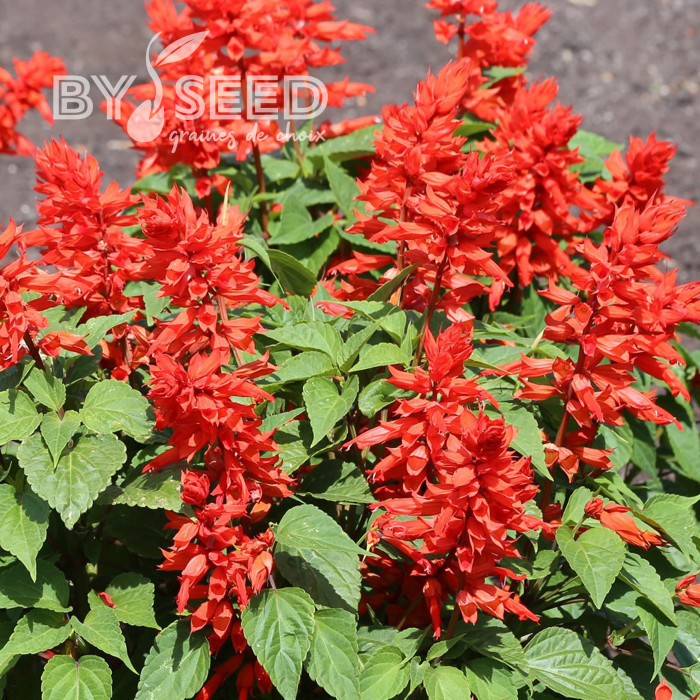 Sauge annuelle Estella Red
