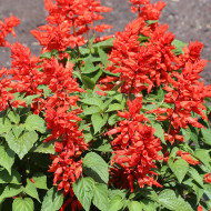 Sauge annuelle Estella Red