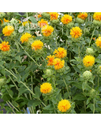 Carthame des teinturiers Kinko, light orange