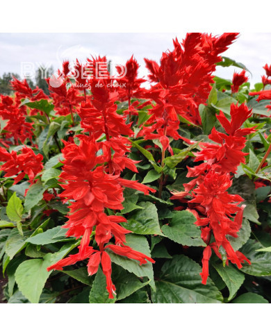 Sauge annuelle Estella Red