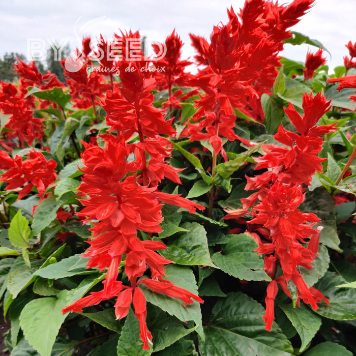 Sauge annuelle Estella Red
