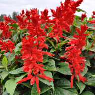 Sauge annuelle Estella Red