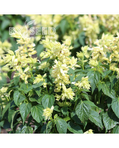 Sauge annuelle Estella White