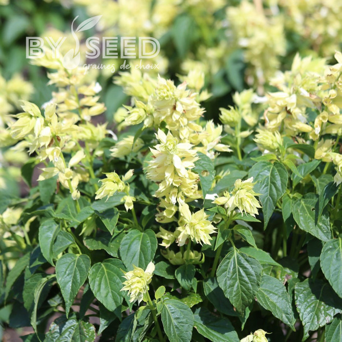 Sauge annuelle Estella White