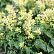 Sauge annuelle Estella White