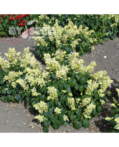 Sauge annuelle Estella White