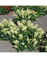 Sauge farinacea Blue Bedder