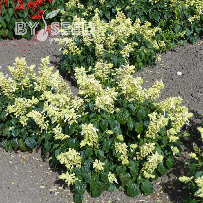 Sauge annuelle Estella White