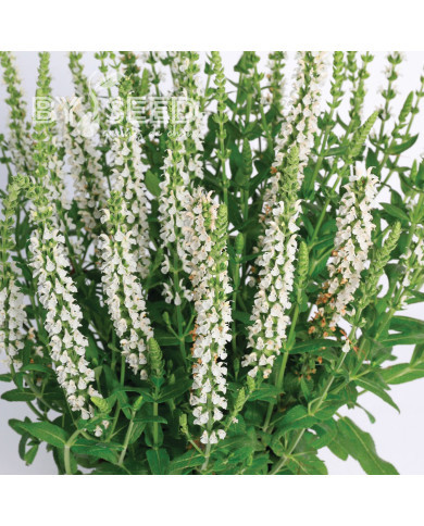 Sauge nemorosa Merleau White