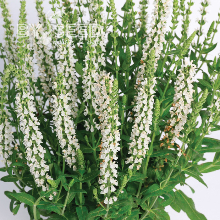 Sauge nemorosa Merleau White