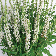 Sauge nemorosa Merleau White