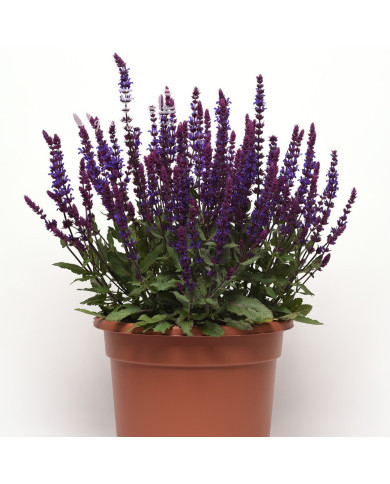 Sauge nemorosa Salvatore Blue