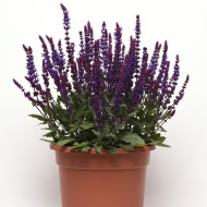 Sauge nemorosa Salvatore Blue