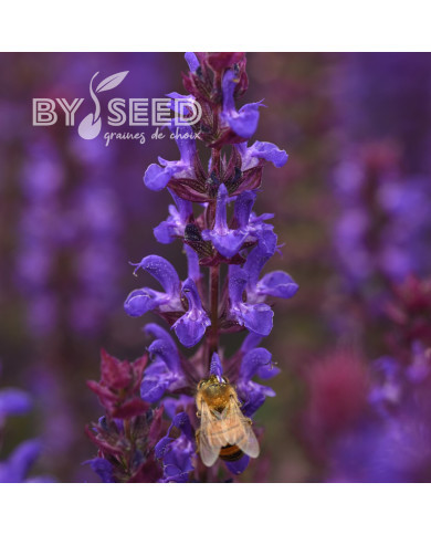 Sauge nemorosa Salvatore Blue