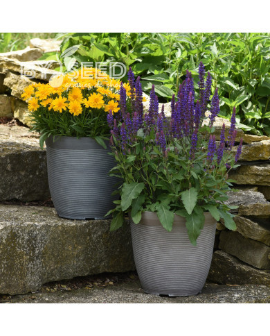 Sauge nemorosa Salvatore Blue