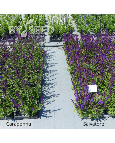 Sauge nemorosa Salvatore Blue