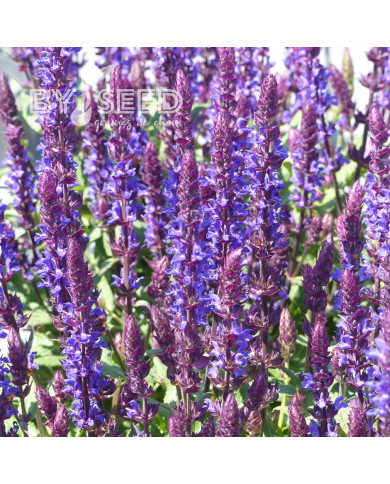 Sauge nemorosa Salvatore Blue