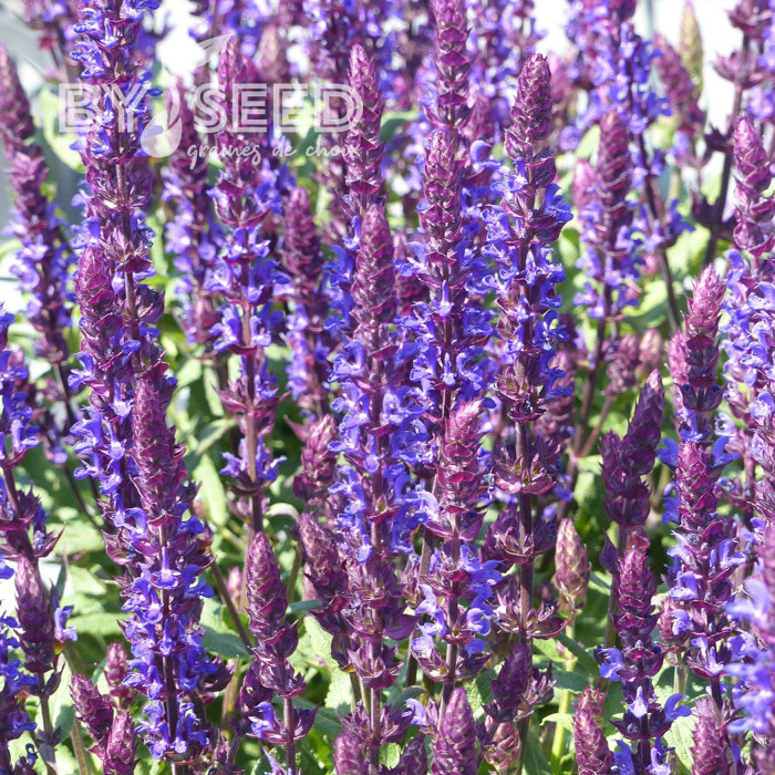 Sauge nemorosa Salvatore Blue